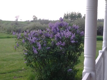 flowers for residents