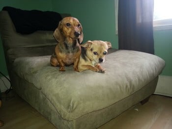 pets are good for seniors!