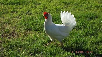 Bridge Loyal's pet chicken