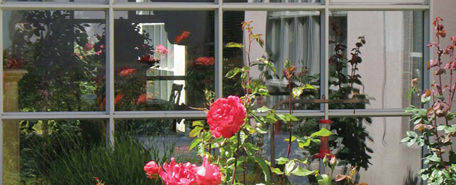 roses at Mission Villa's facility