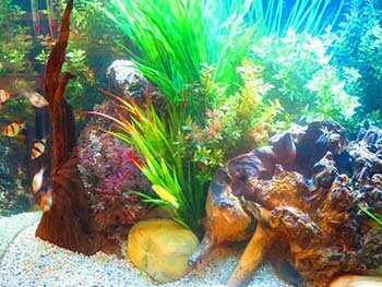 fish tank