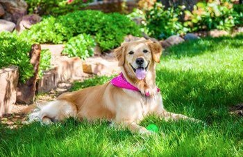 our in-house therapy dog at Saint Simeon's